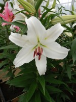 [4325 Constanta VZ No102.JPG]